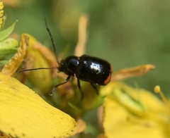 Cryptocephalus moraei