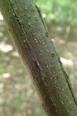 Euonymus latifolius