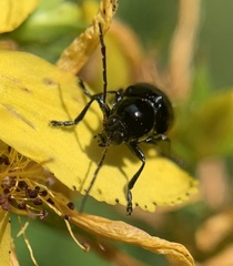 Cryptocephalus moraei