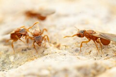 Cyphomyrmex wheeleri