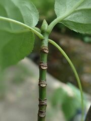 Euonymus latifolius