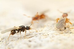 Cyphomyrmex wheeleri