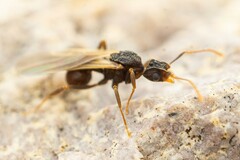 Cyphomyrmex wheeleri