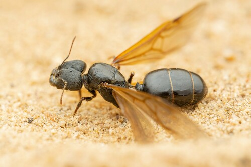 Pheidole rhea photo 2