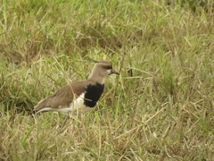 Vanellus chilensis