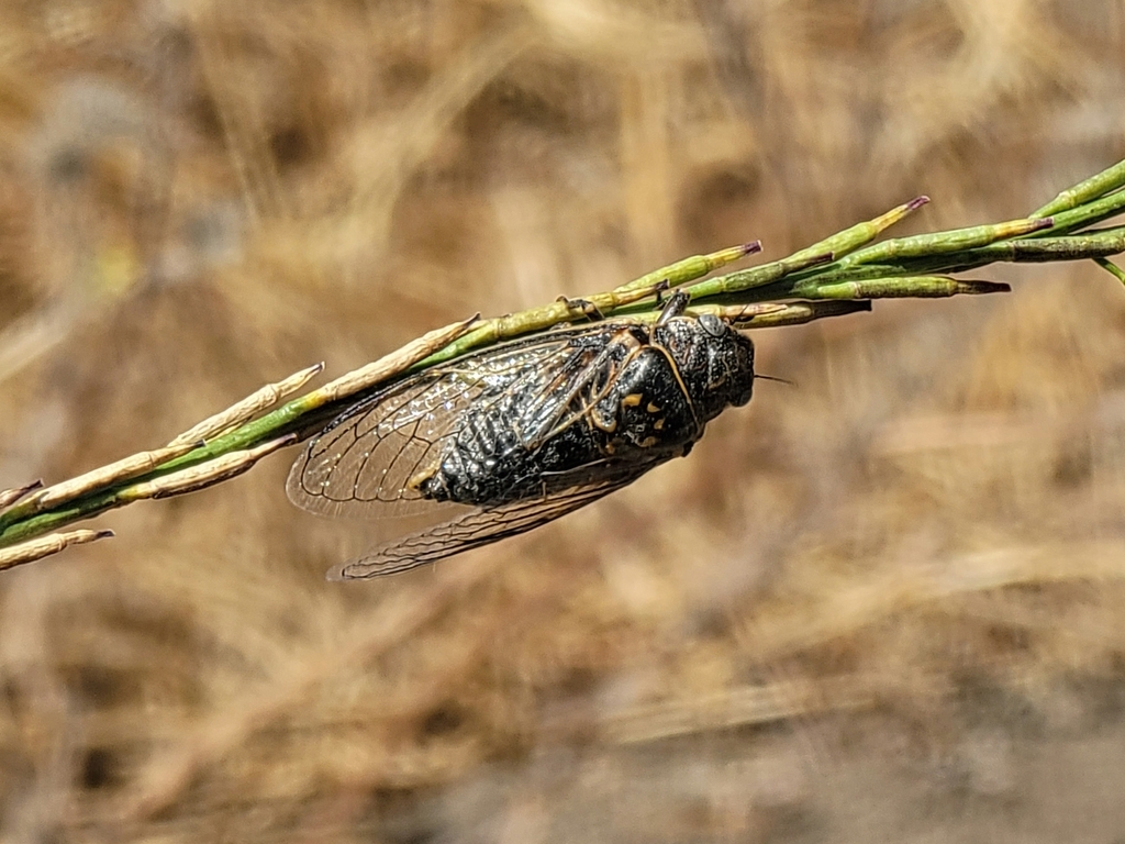 Sagebrush Cicada