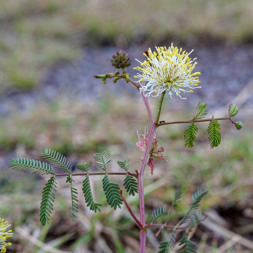 Image of Desmanthus cooleyi by (c) Andrew Tree, some rights reserved (CC BY)