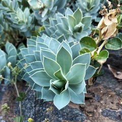Euphorbia myrsinites