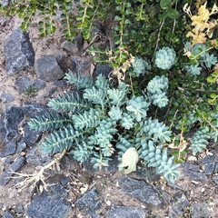 Euphorbia myrsinites