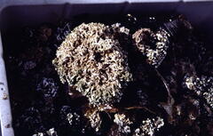 Spirobranchus triqueter