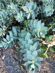 Euphorbia myrsinites