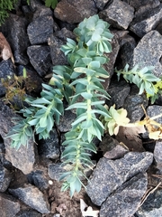 Euphorbia myrsinites