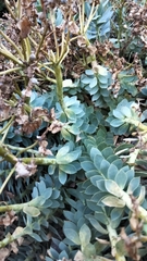 Euphorbia myrsinites