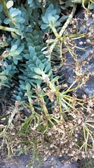 Euphorbia myrsinites