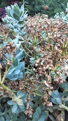 Euphorbia myrsinites