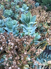 Euphorbia myrsinites