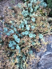 Euphorbia myrsinites