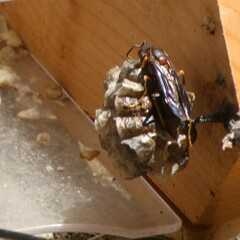 Polistes parametricus