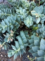 Euphorbia myrsinites