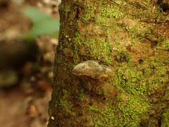 Panellus violaceofulvus