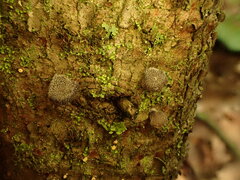 Panellus violaceofulvus