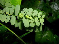 Phyllanthus compressus