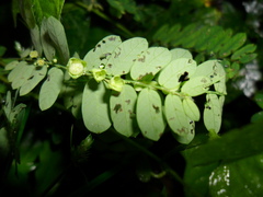 Phyllanthus compressus