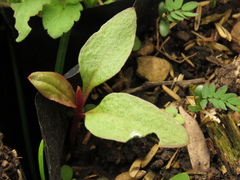 Persicaria segetum