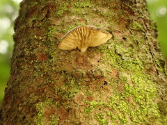Panellus violaceofulvus