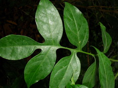 Solanum wendlandii