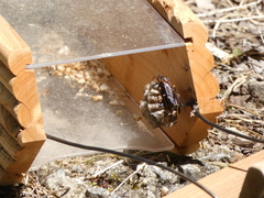 Polistes parametricus