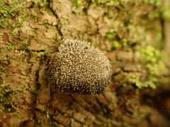 Panellus violaceofulvus