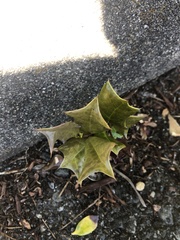 Osmanthus heterophyllus