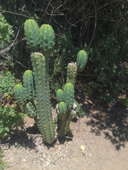 Trichocereus