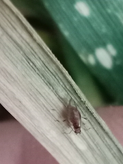 Hemiptera