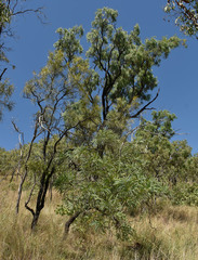 Grevillea parallela