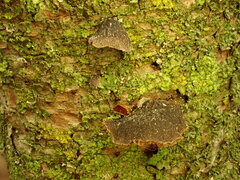 Panellus violaceofulvus