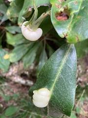 Exobasidium rhododendri