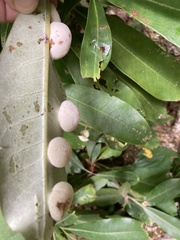 Exobasidium rhododendri