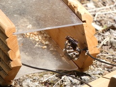 Polistes parametricus