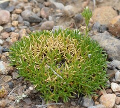 Eremogone hookeri hookeri