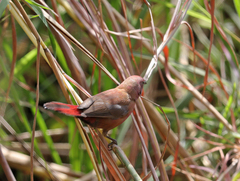 Lagonosticta rubricata