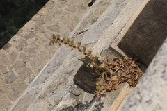Hyoscyamus