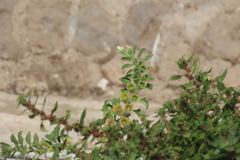Hyoscyamus