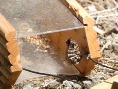 Polistes parametricus