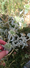 Marrubium incanum