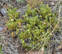 Eremogone hookeri hookeri