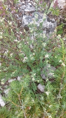 Dorycnium