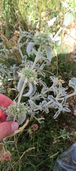 Marrubium incanum
