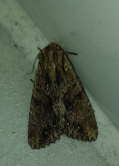 Apamea monoglypha